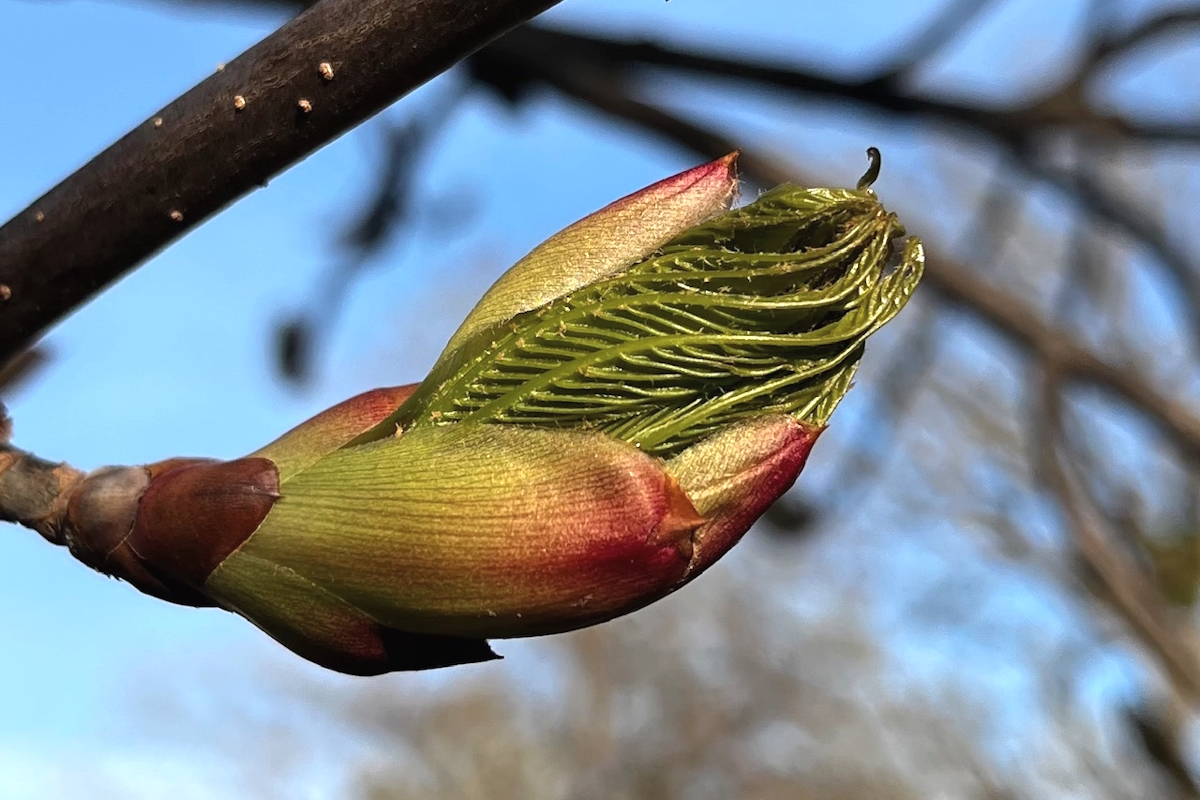 Treebud